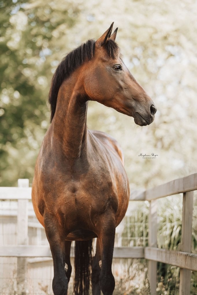 Lauries crussador merrie te koop, Dieren en Toebehoren, Merrie, Met stamboom, Dressuurpaard, 11 jaar of ouder