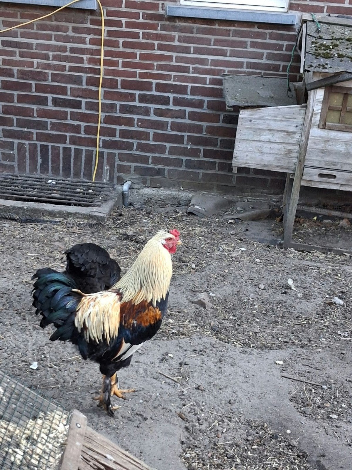 haan gratis in peer, Dieren en Toebehoren, Pluimvee