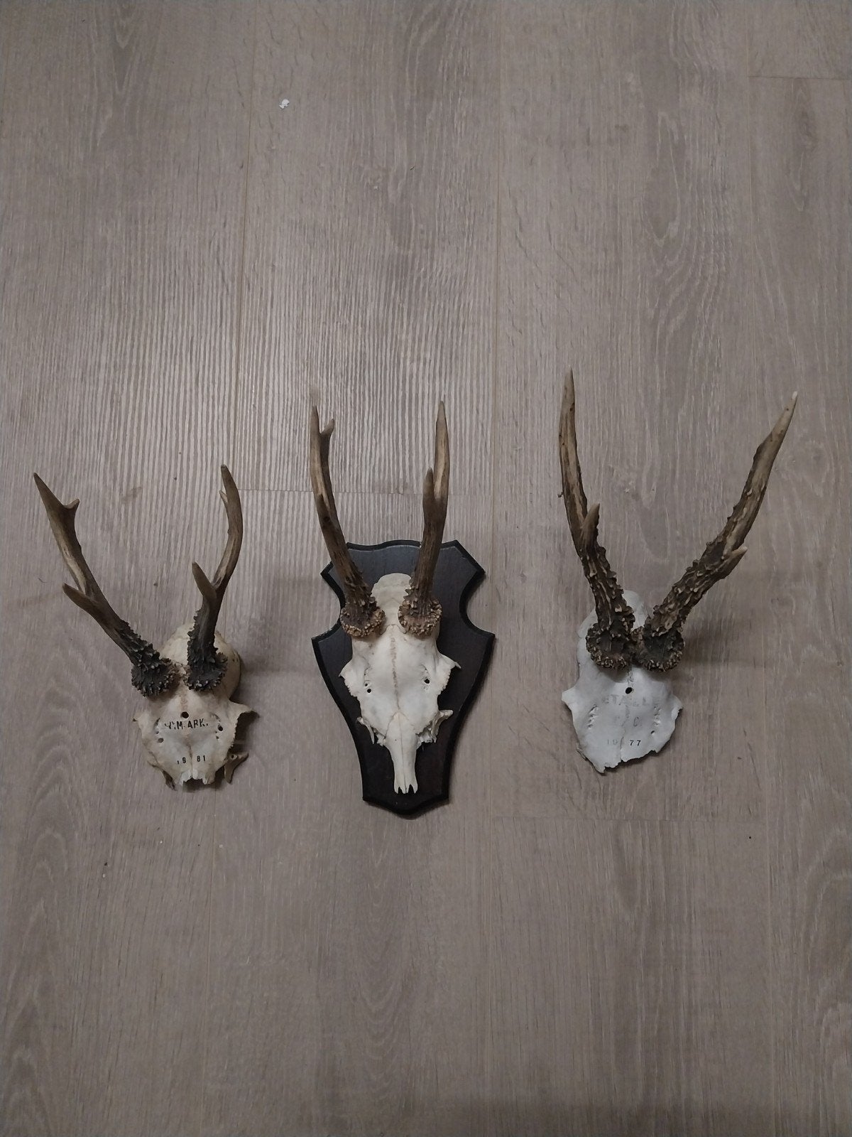 3 reeengeweitjes (3 authentieke reeentrofeeen), Huis en Inrichting, Woonaccessoires | Kapstokken, Ophalen of Verzenden