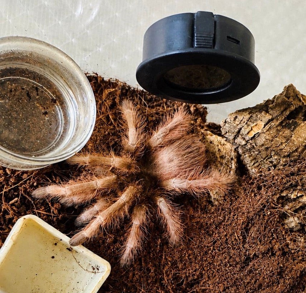 Nhandu tripepii (Brazilian Giant Blonde), Animaux & Accessoires, Araignée ou Scorpion