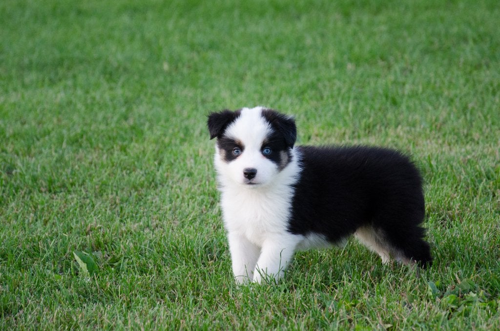 Border collie pups geboren op boerderij, België, Particulier, Reu, CDV (hondenziekte)