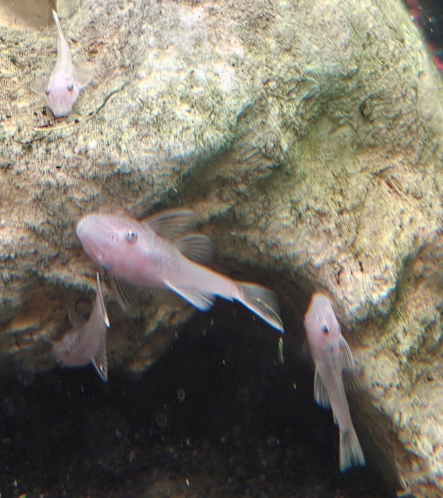 Ancistrussen snow white shortfin L144, Vis, Zoetwatervis