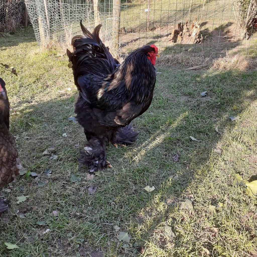 BROEDEIEREN, Poule ou poulet