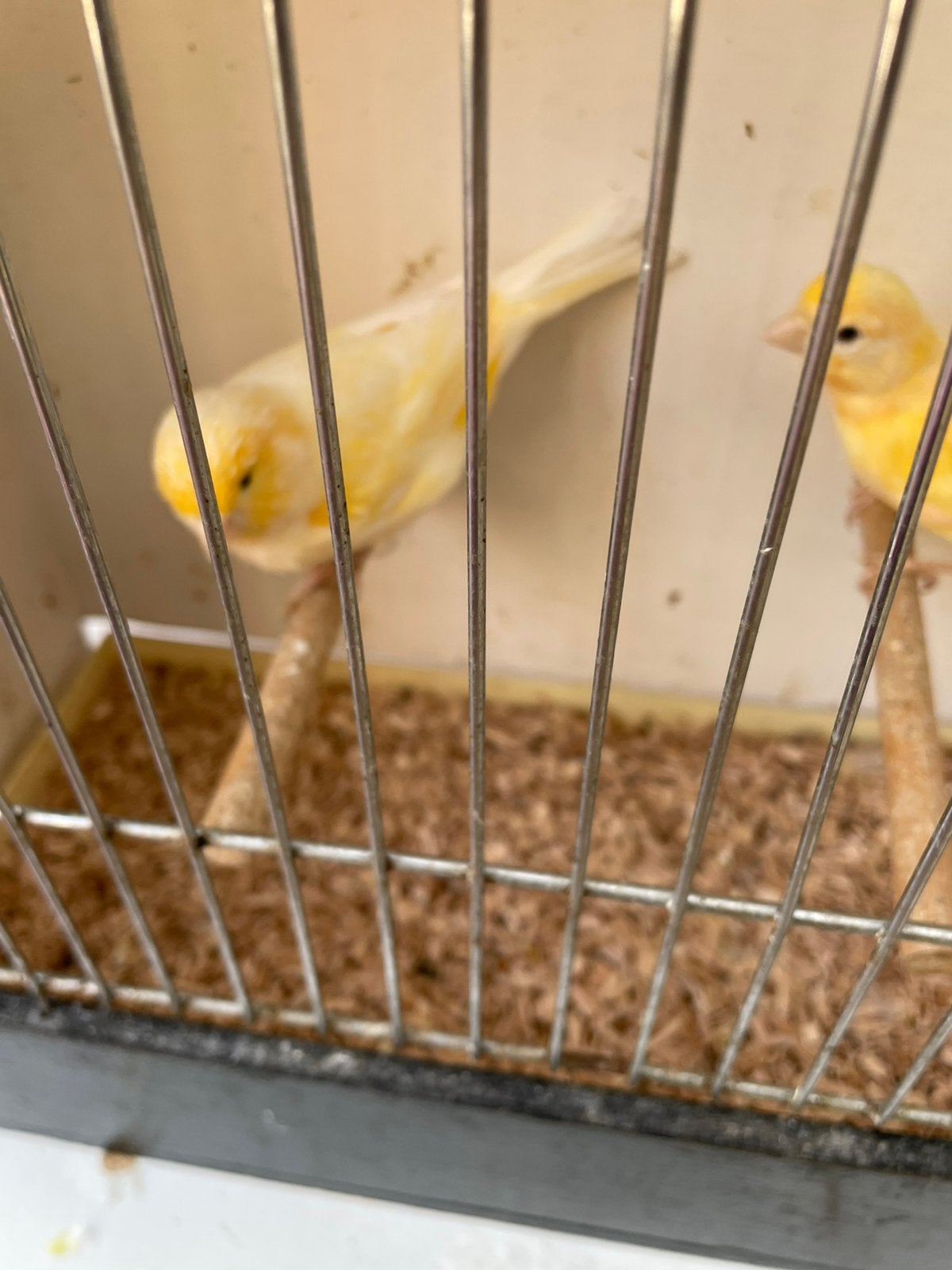 Te koop twee mooie kanaries denk koppel weet het ni goed, Dieren en Toebehoren, Meerdere dieren, Kleurkanarie