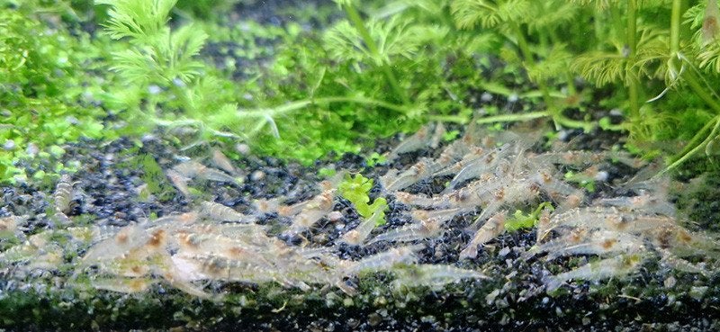 Garnalen : Caridina sp. mini japonica, Kreeft, Krab of Garnaal