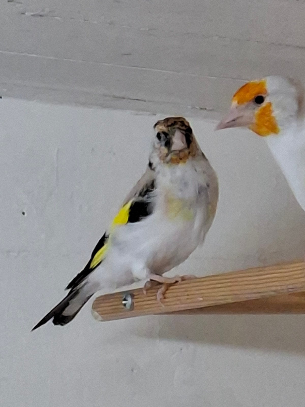 agaat putter pop, Vrouwelijk, Wildzangvogel, Geringd