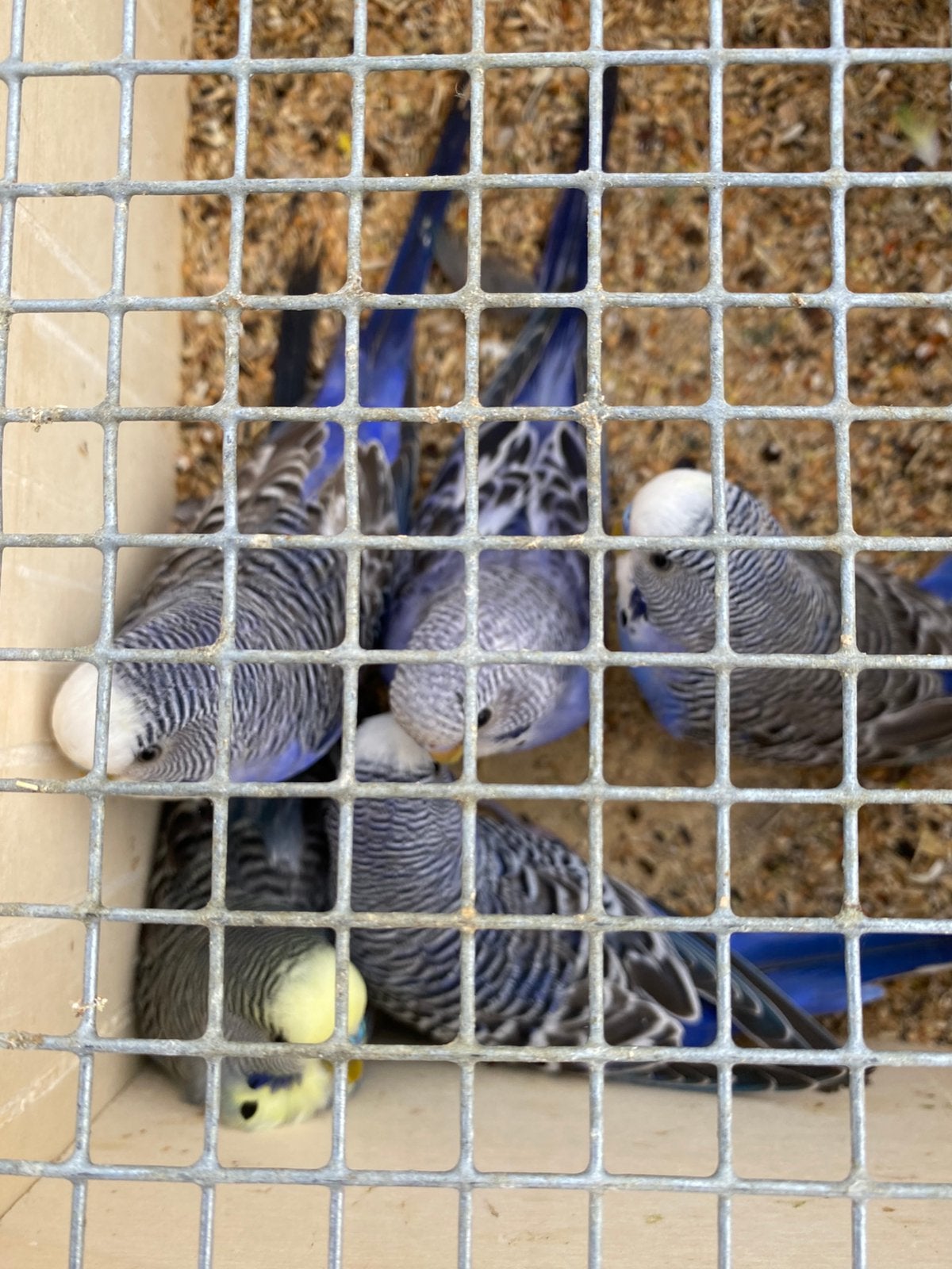 5 koppels grasparkieten, Dieren en Toebehoren, Meerdere dieren, Parkiet