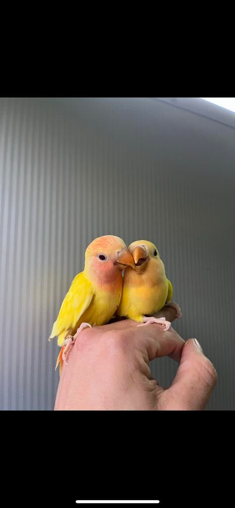 Dwergpapegaaien, Dieren en Toebehoren, Vogels | Parkieten en Papegaaien, Geslacht onbekend, Dwergpapegaai of Agapornis, Geringd