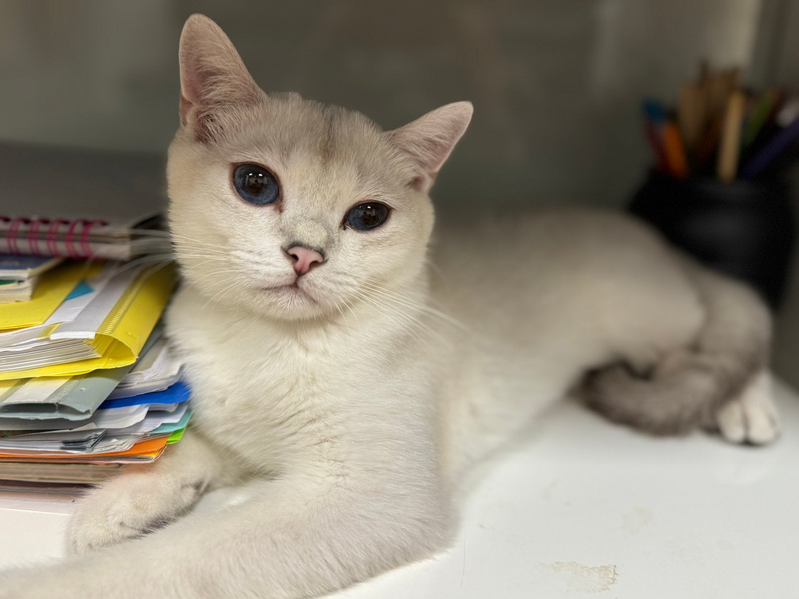 kittens Britse korthaar katers, Dieren en Toebehoren, Katten en Kittens | Raskatten | Korthaar, Kater, Gechipt, 0 tot 2 jaar
