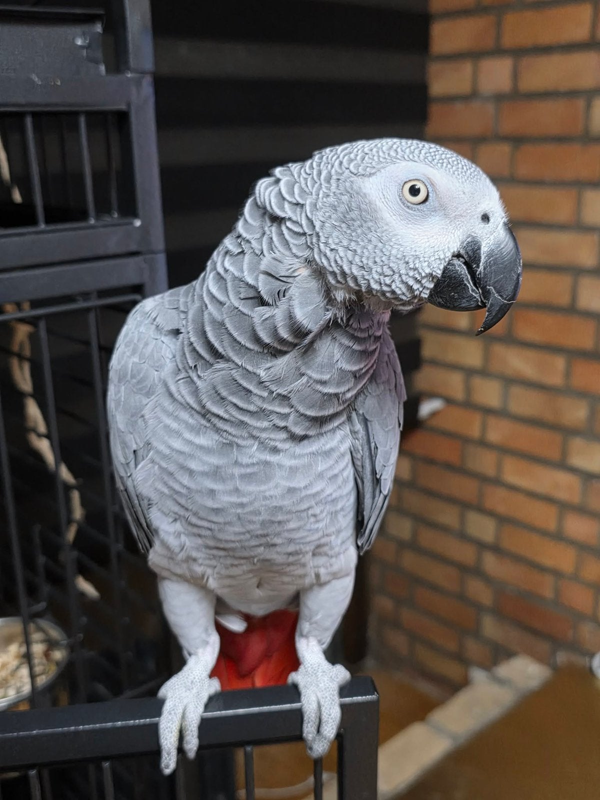 Perroquet gris du gabon femelle, Dieren en Toebehoren, Vrouwelijk, Papegaai