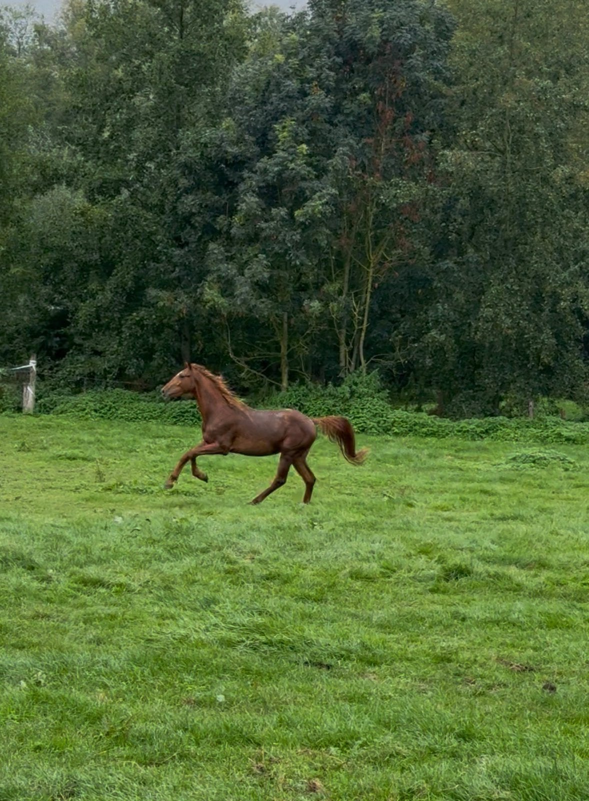 2,5 jarige hengst, Enlèvement ou Envoi
