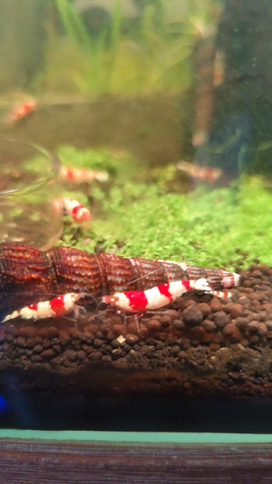 Cristal red garnalen, Dieren en Toebehoren