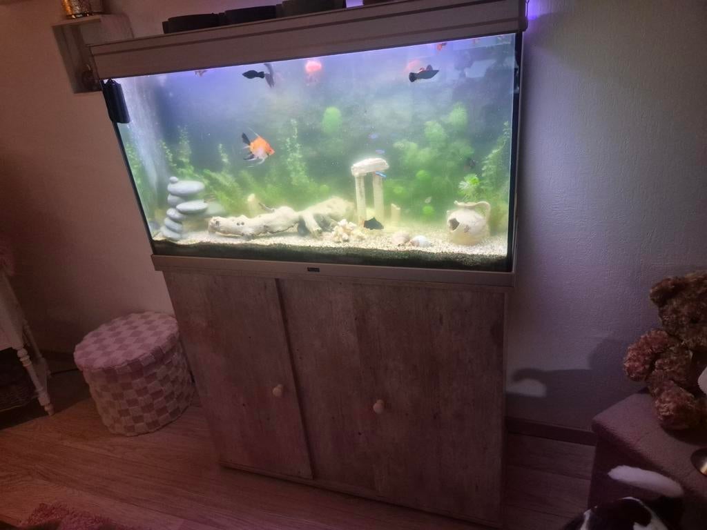 Aquarium 180 liter, Ophalen