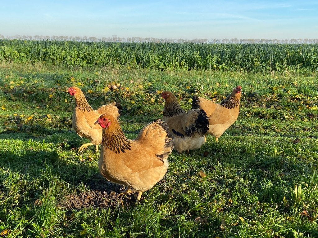 Jonge tamme Wyandotte kriel buff Columbia gesekst en ingeënt, Dieren en Toebehoren, Pluimvee, Kip