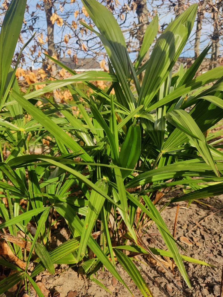 Chinese waaierpalm, Tuin en Terras, Planten | Tuinplanten, Ophalen