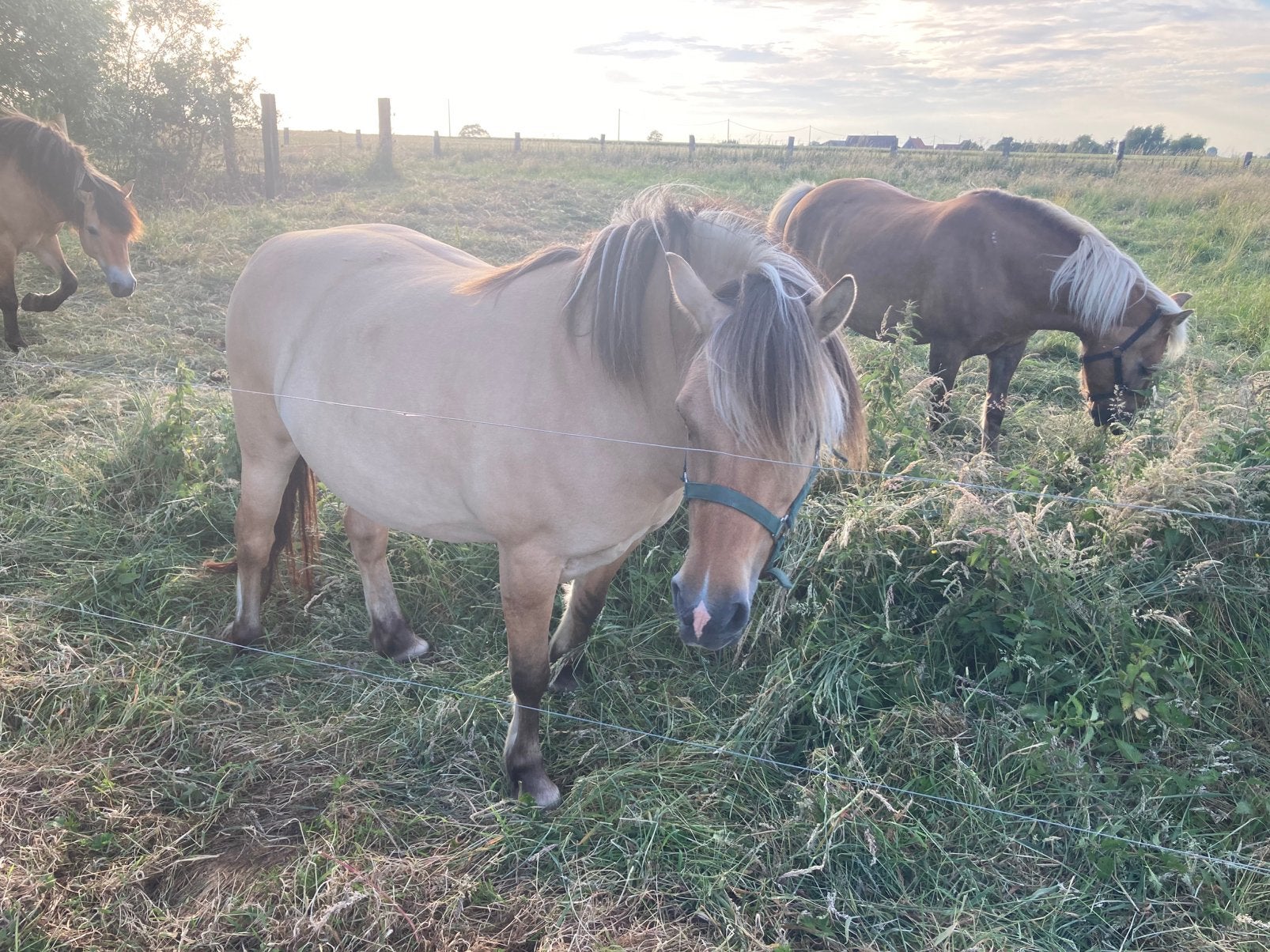9 jarige fjord Merrie, Dieren en Toebehoren, Paarden, Minder dan 160 cm, Zadelmak, 7 tot 10 jaar, Recreatiepaard