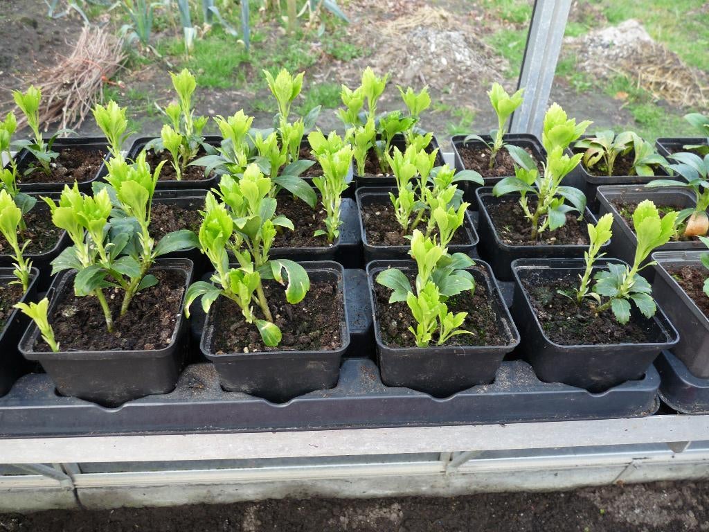 pachychandra, Tuin en Terras, Planten | Tuinplanten, Ophalen, Bodembedekkers, Vaste plant, Halfschaduw