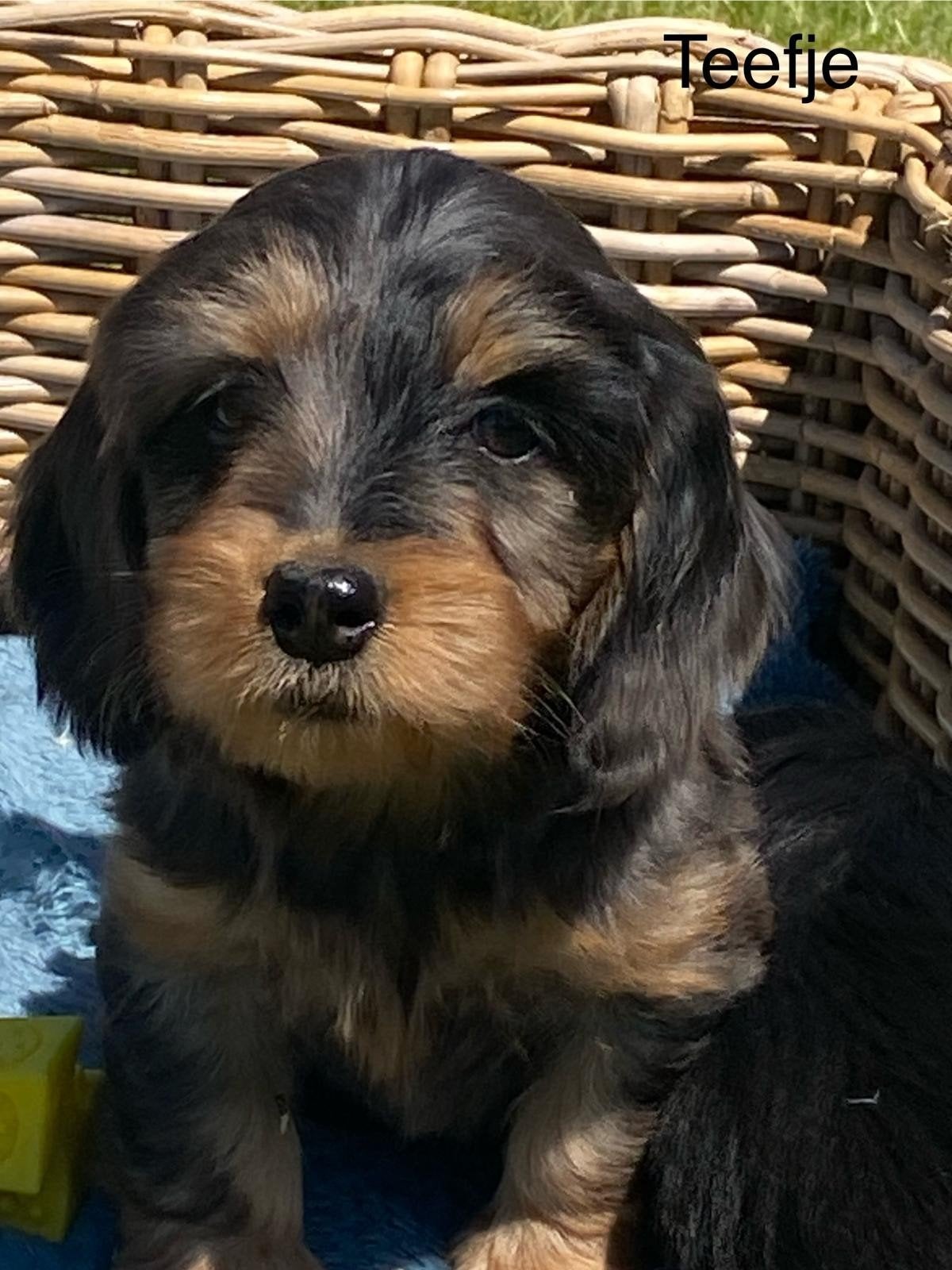 Dwergteckel pups, Dieren en Toebehoren, Parvo, België, 8 tot 15 weken, Dwerg