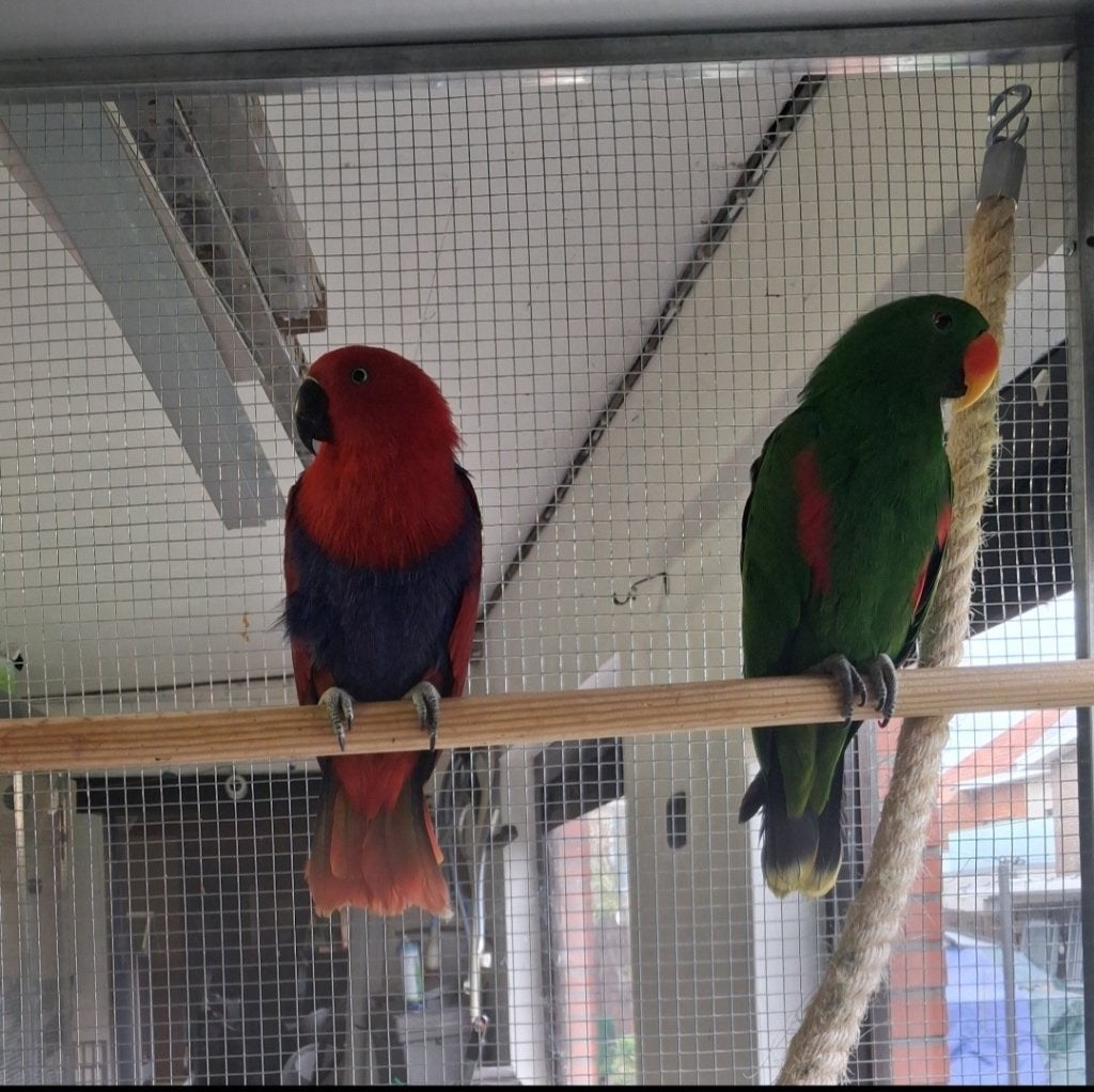 Kwekerij koppel edelpapegaaien, Plusieurs animaux, Perroquet, Bagué