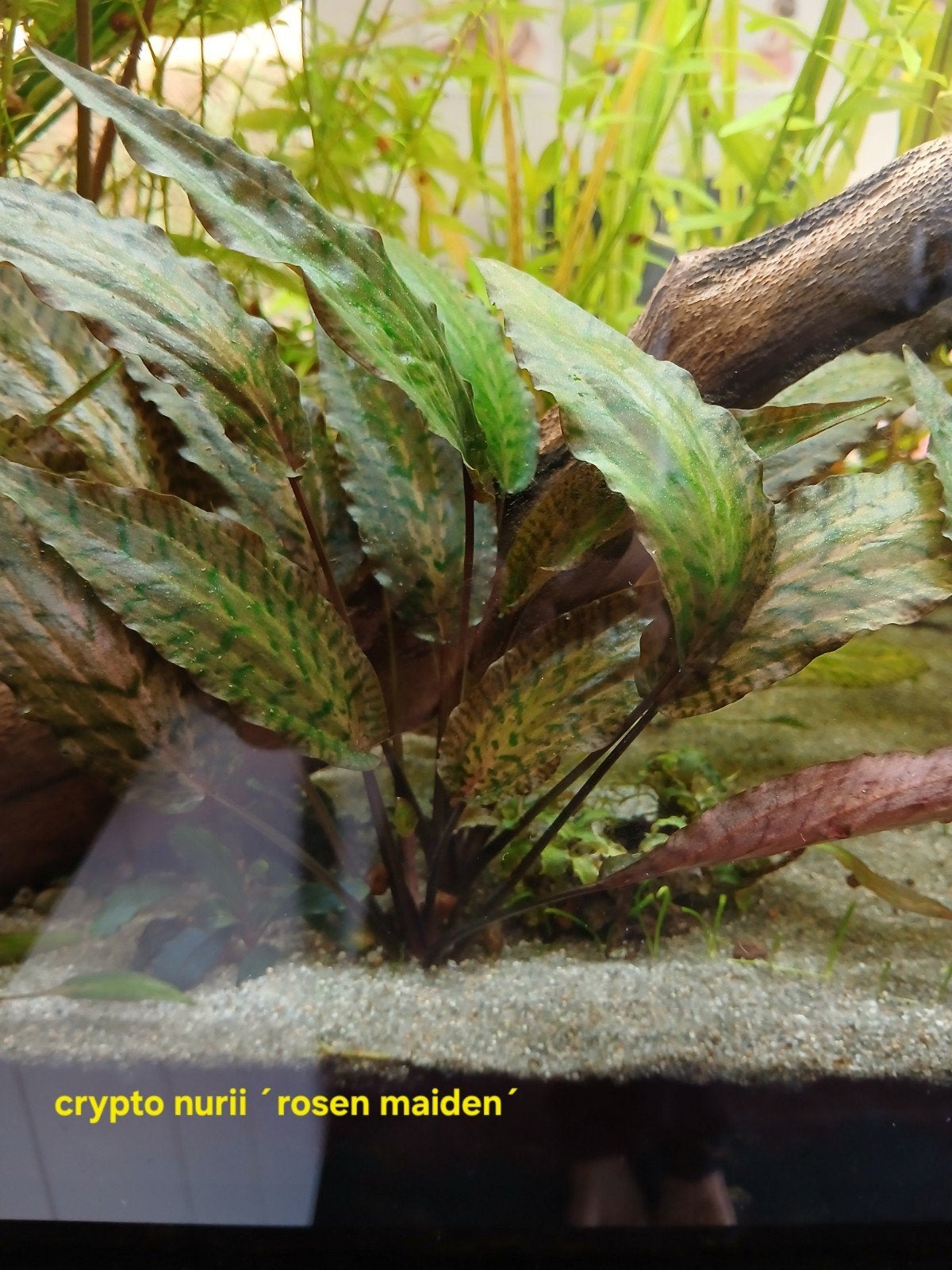 Cryptocoryne nurii 'rosen maiden', Dieren en Toebehoren, Ophalen, Plant(en), Steen of Hout