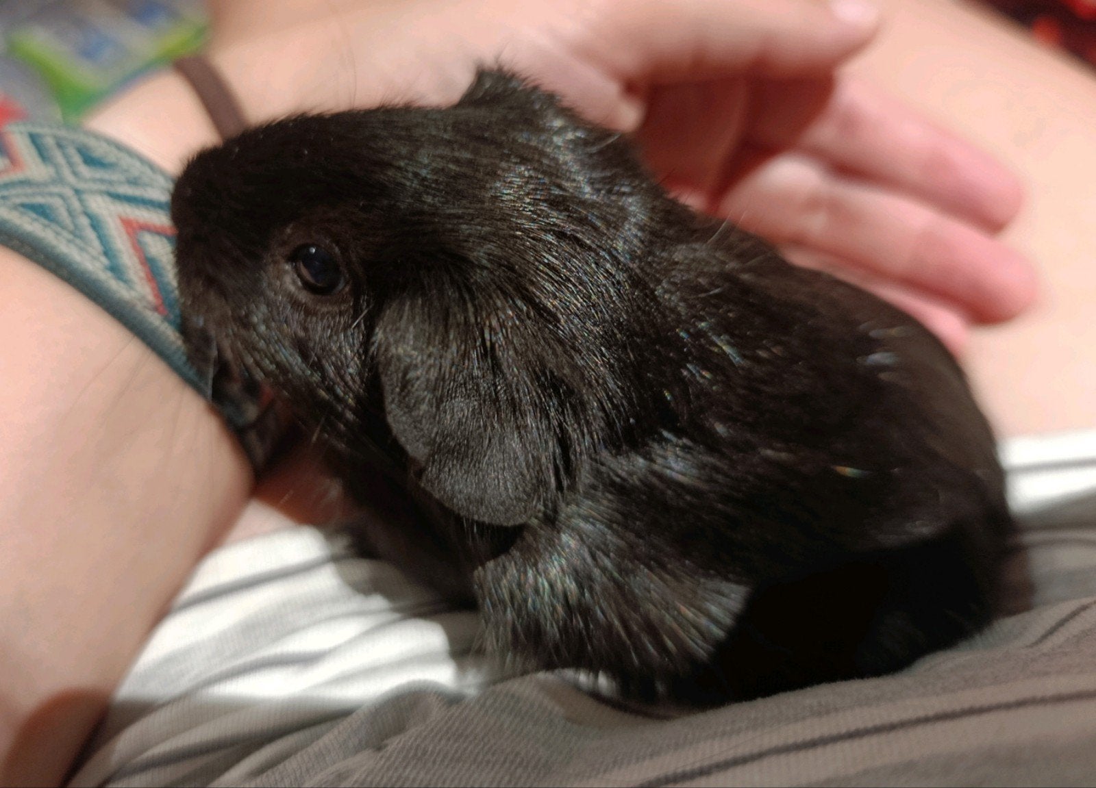 Cavia zeug/beer, Dieren en Toebehoren, December, Meerdere dieren, Cavia