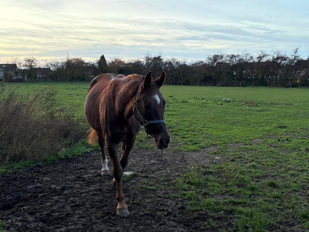 2 merries, Dieren en Toebehoren, Paarden, Merrie, Met stamboom, Zadelmak, 160 tot 165 cm