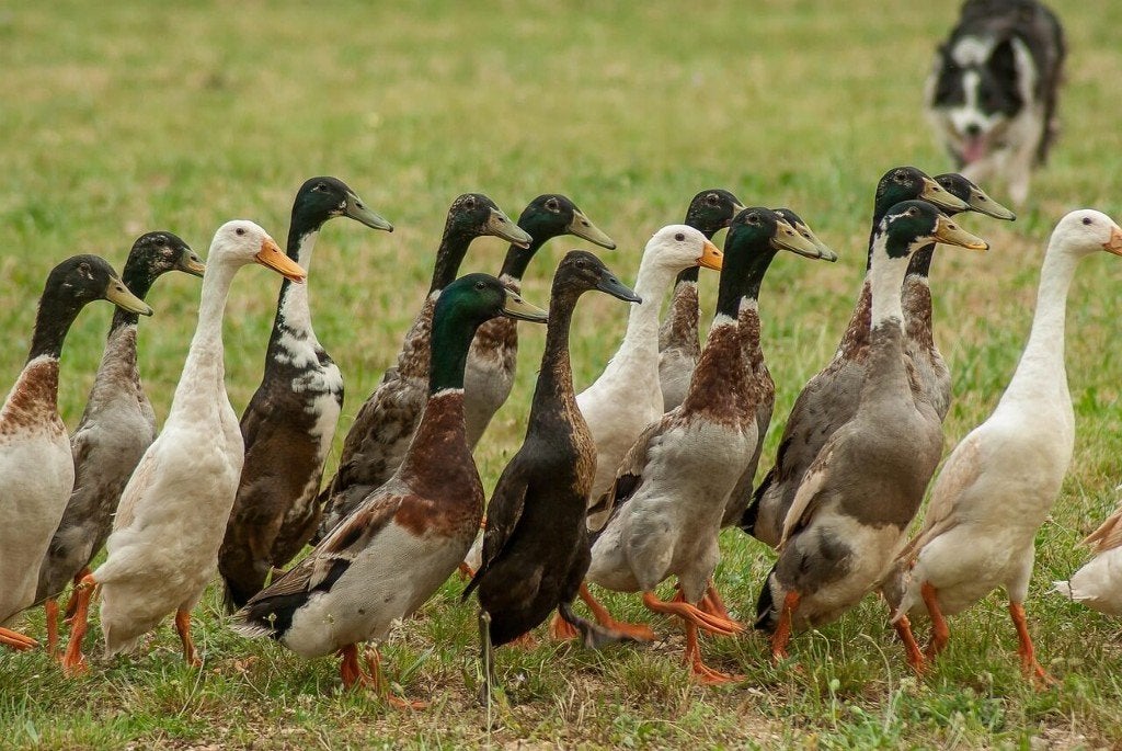 indische loopeenden, Dieren en Toebehoren, Maart, Meerdere dieren