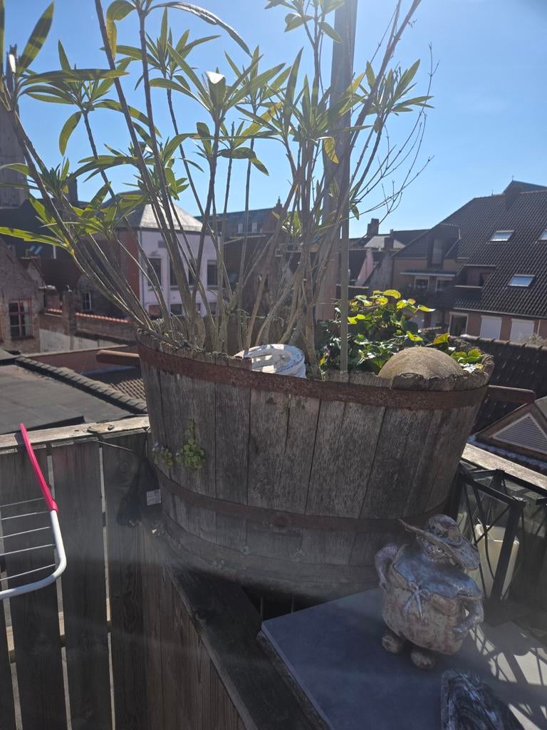 Plantenbak antiek met planten, Tuin en Terras, Ophalen