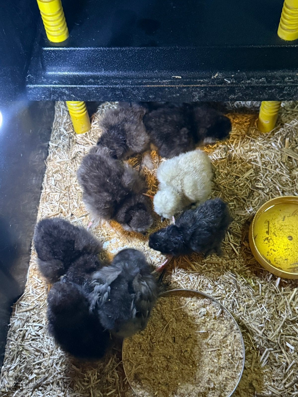 2 dag oude Prachtige USA Zijdehoen kuikens, Dieren en Toebehoren