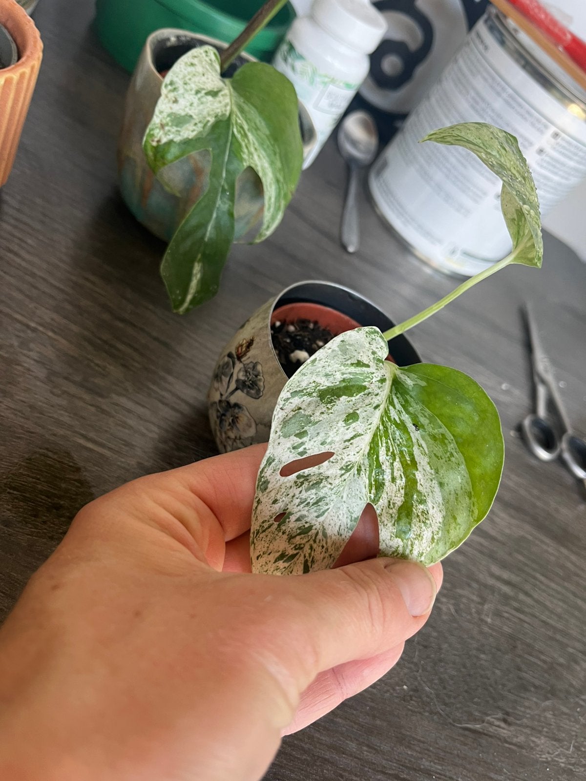 Epipremnum pinnatum ‘Marble Variegata’, Huis en Inrichting, Ophalen