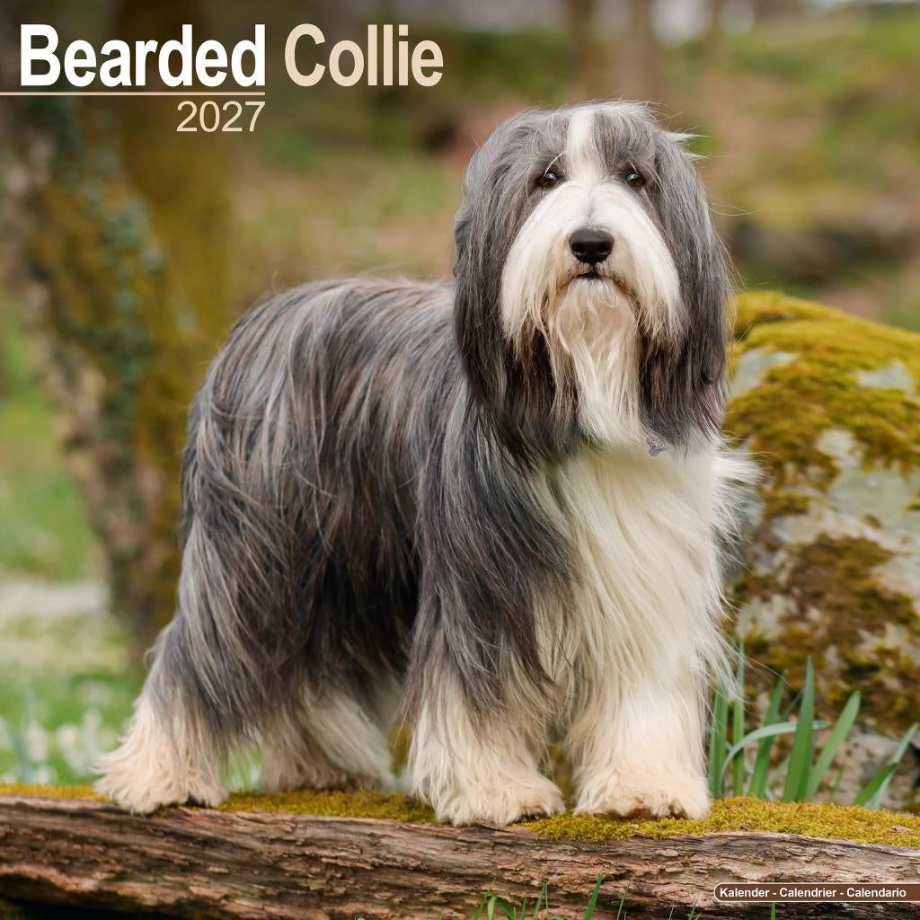 Calendrier Bearded Collie 2027 en précommande, Divers, Calendriers, Envoi, Calendrier annuel, Neuf