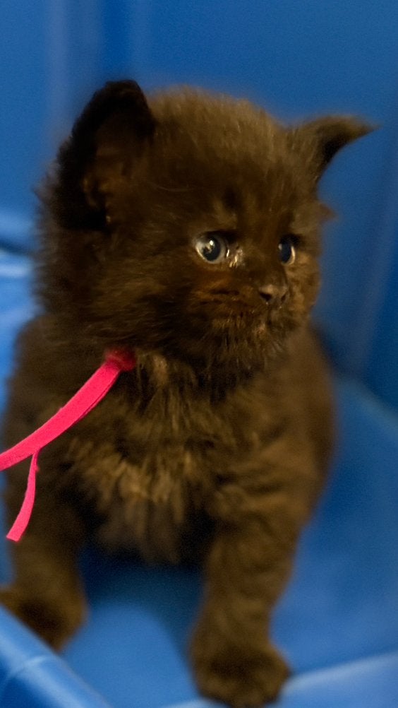 Prachtige Maine Coon kittens ️, Dieren en Toebehoren, Poes, Gechipt, 0 tot 2 jaar