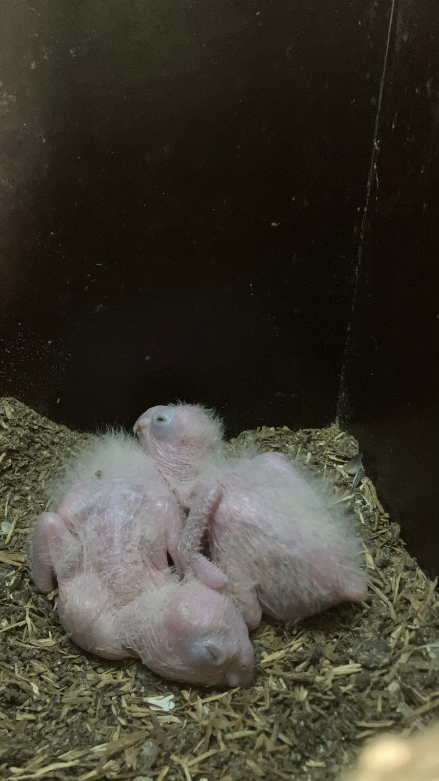 Roes en zwartkop caïque, Dieren en Toebehoren, Meerdere dieren, Papegaai, Geringd