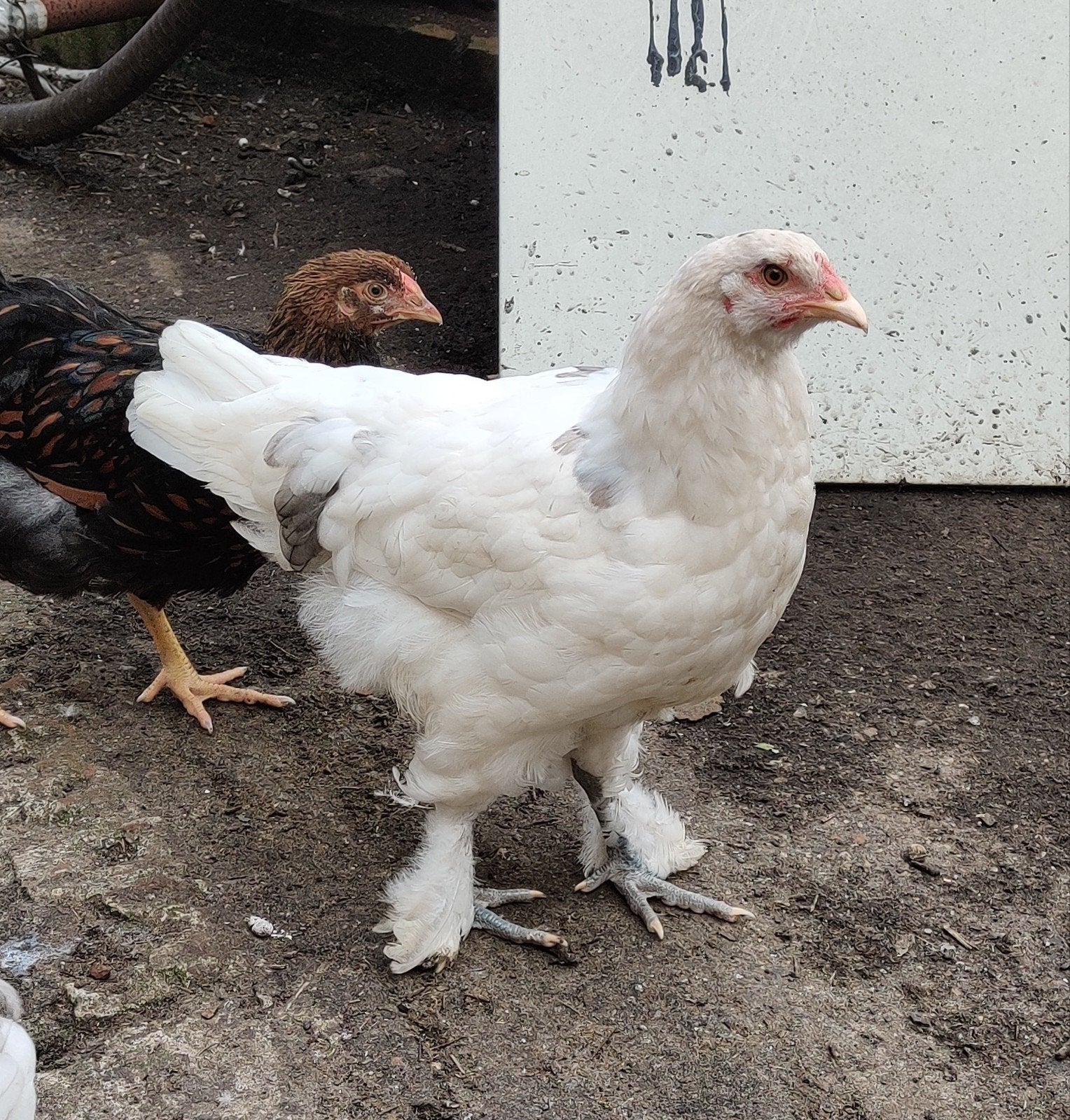 Jonge kippen, Plusieurs animaux, Poule ou poulet