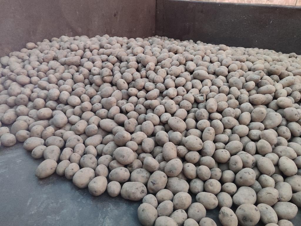 290 kg Fontane pootgoed 35/50, Ophalen