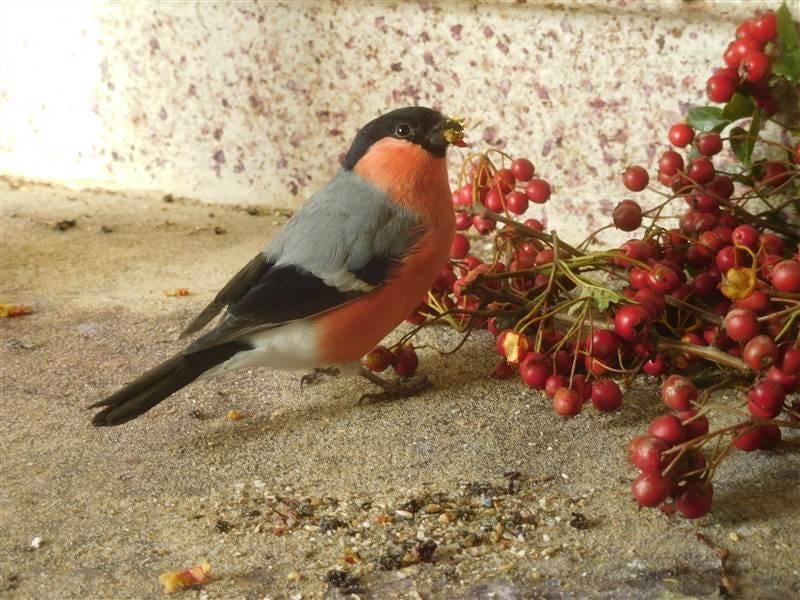 Noordse goudvink man, Mannelijk