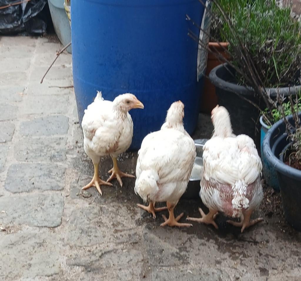 Kip Vleeskip Ross 308, Dieren en Toebehoren, Pluimvee, Meerdere dieren, Kip