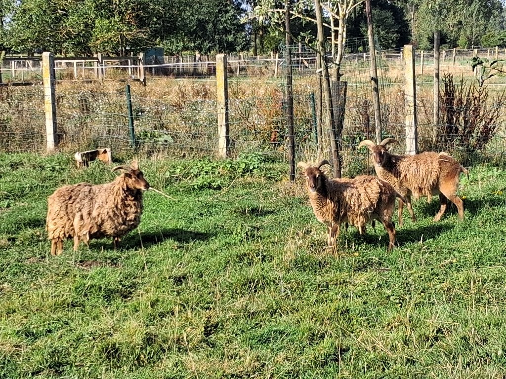 Soay drie ooien, Dieren en Toebehoren, Vrouwelijk, Schaap, 3 tot 5 jaar