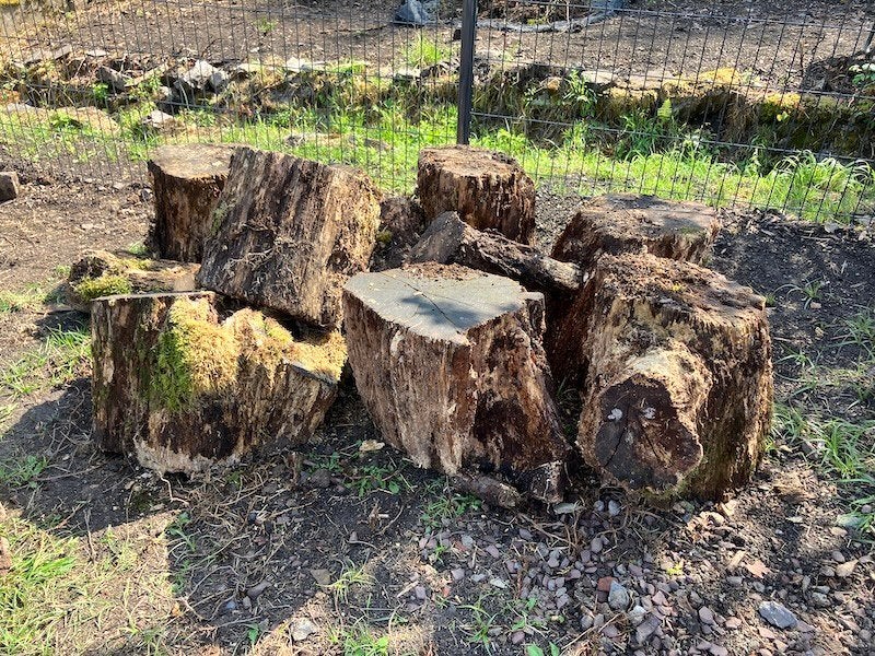 À donner, Lots de souches de chêne (bois de chauff ou déco), Moins de 3 m³, Enlèvement, Chêne, Troncs d'arbres