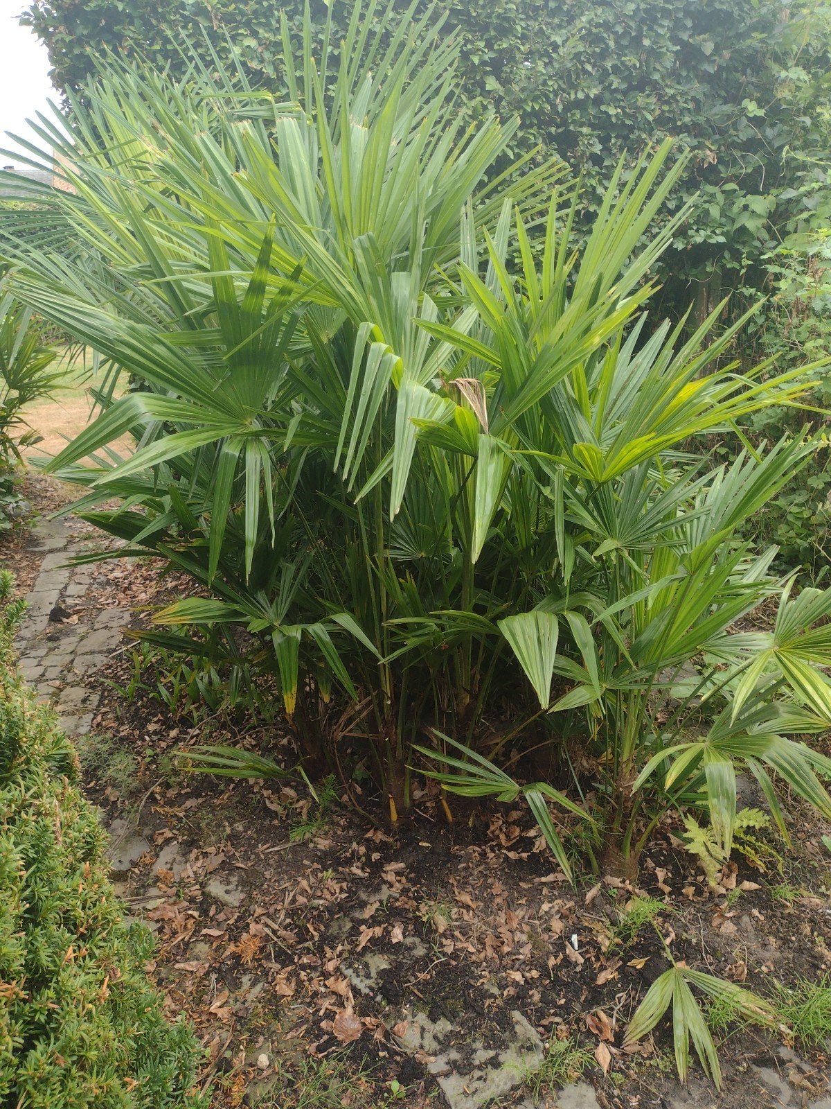 palmboom Fortunae, Ophalen