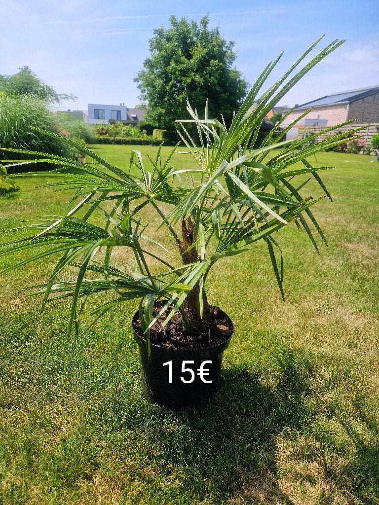 Trachycarpus (winterharde palm) eigen kweek., Tuin en Terras, Planten | Tuinplanten, Ophalen