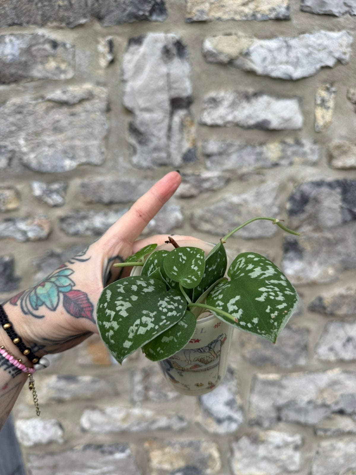 Boutures Scindapsus pictus pothos argenté, Maison & Meubles, Plantes d'intérieur, Autres espèces, En pot, Enlèvement ou Envoi