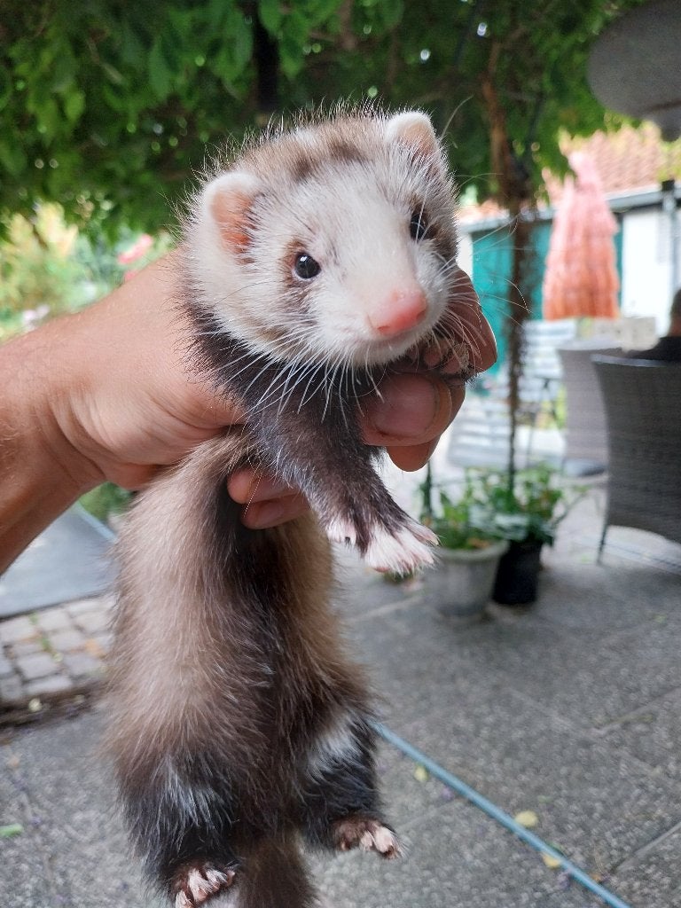Frettenpup moertjes, Mei, Vrouwelijk