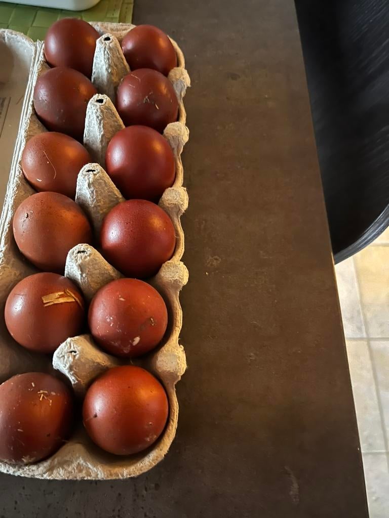 Laatste! Marans broedeieren, Geslacht onbekend, Kip