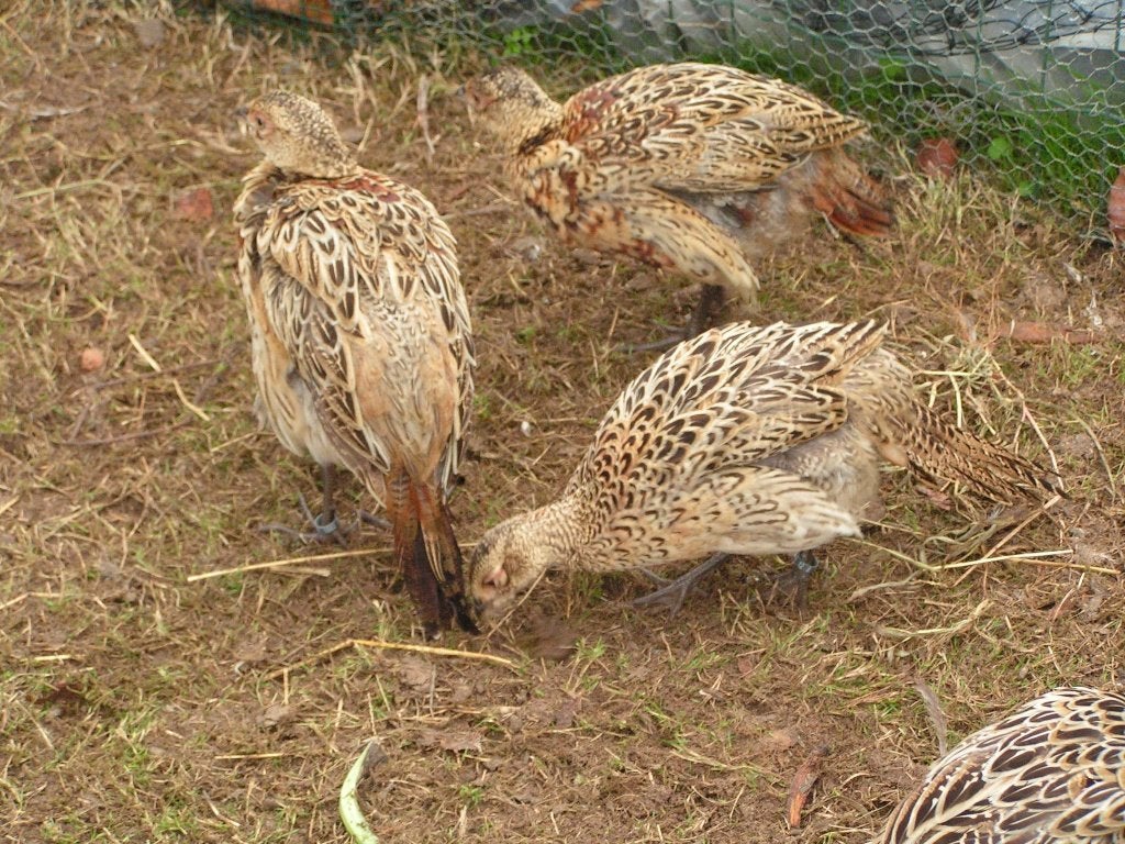 Jeunes faisans forestiers, Animaux & Accessoires, Plusieurs animaux, Autres espèces