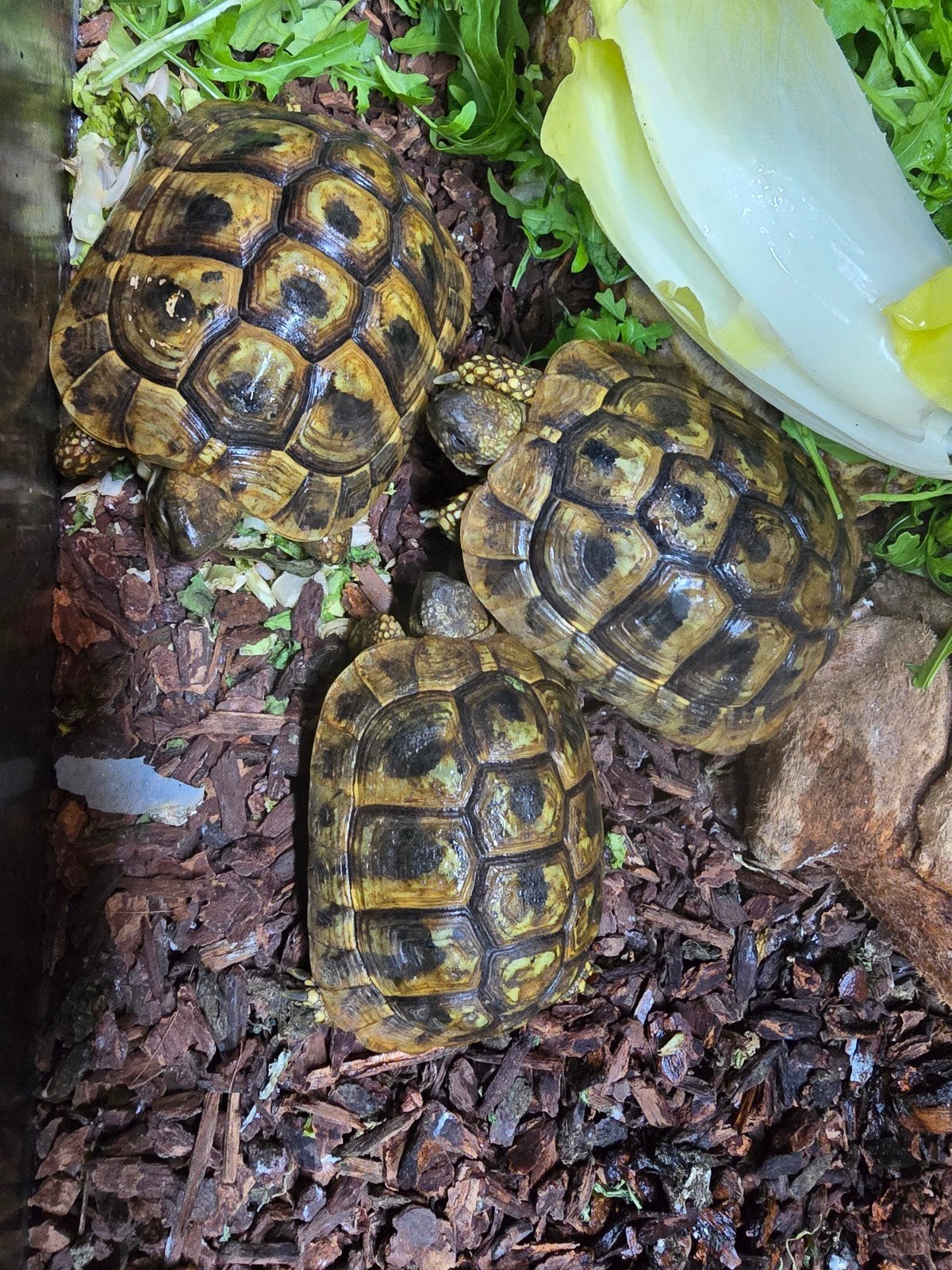 Griekse landschildpadden (Testudo hermanni) 10 tot 12 cm, Amfibie