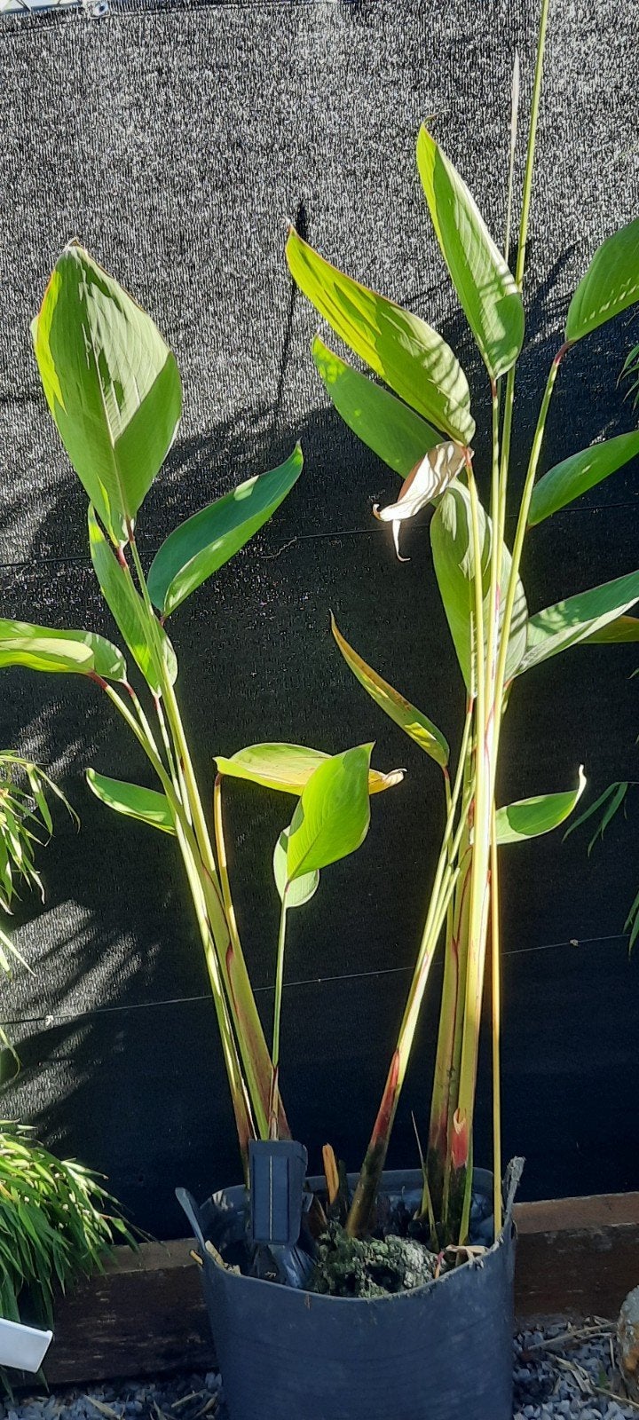 Vijverplant, Tuin en Terras, Ophalen, Nieuw