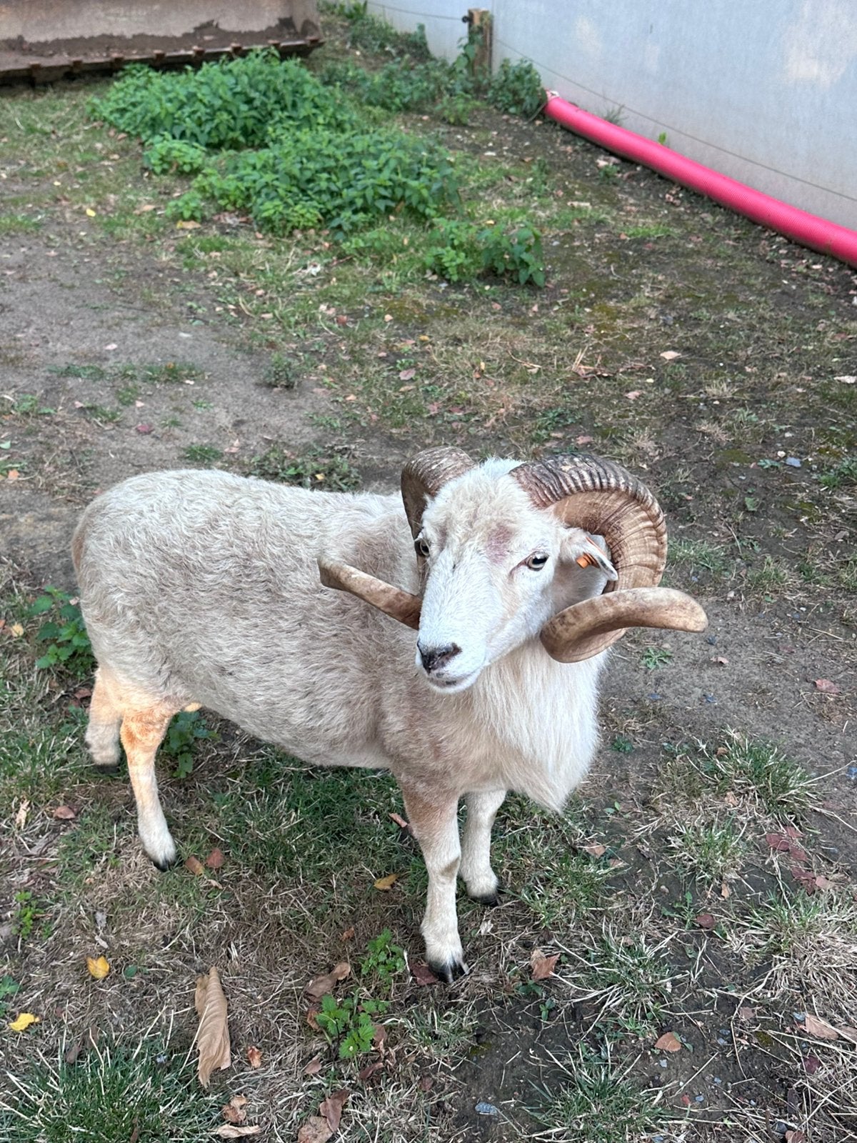 Ouessant schapen, Plusieurs animaux, Mouton, 0 à 2 ans