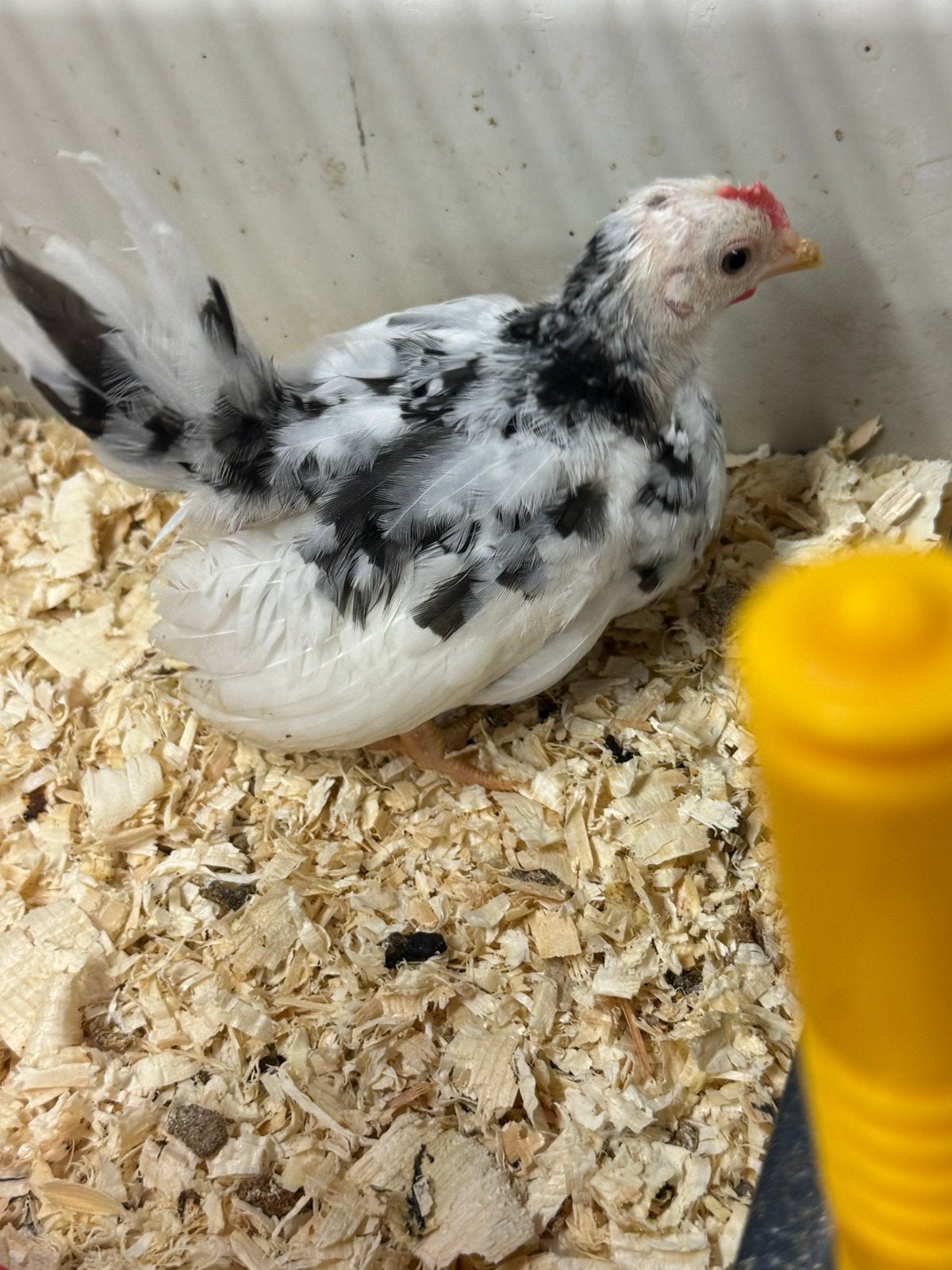 Raszuivere chabo kuikens, Sexe inconnu, Poule ou poulet