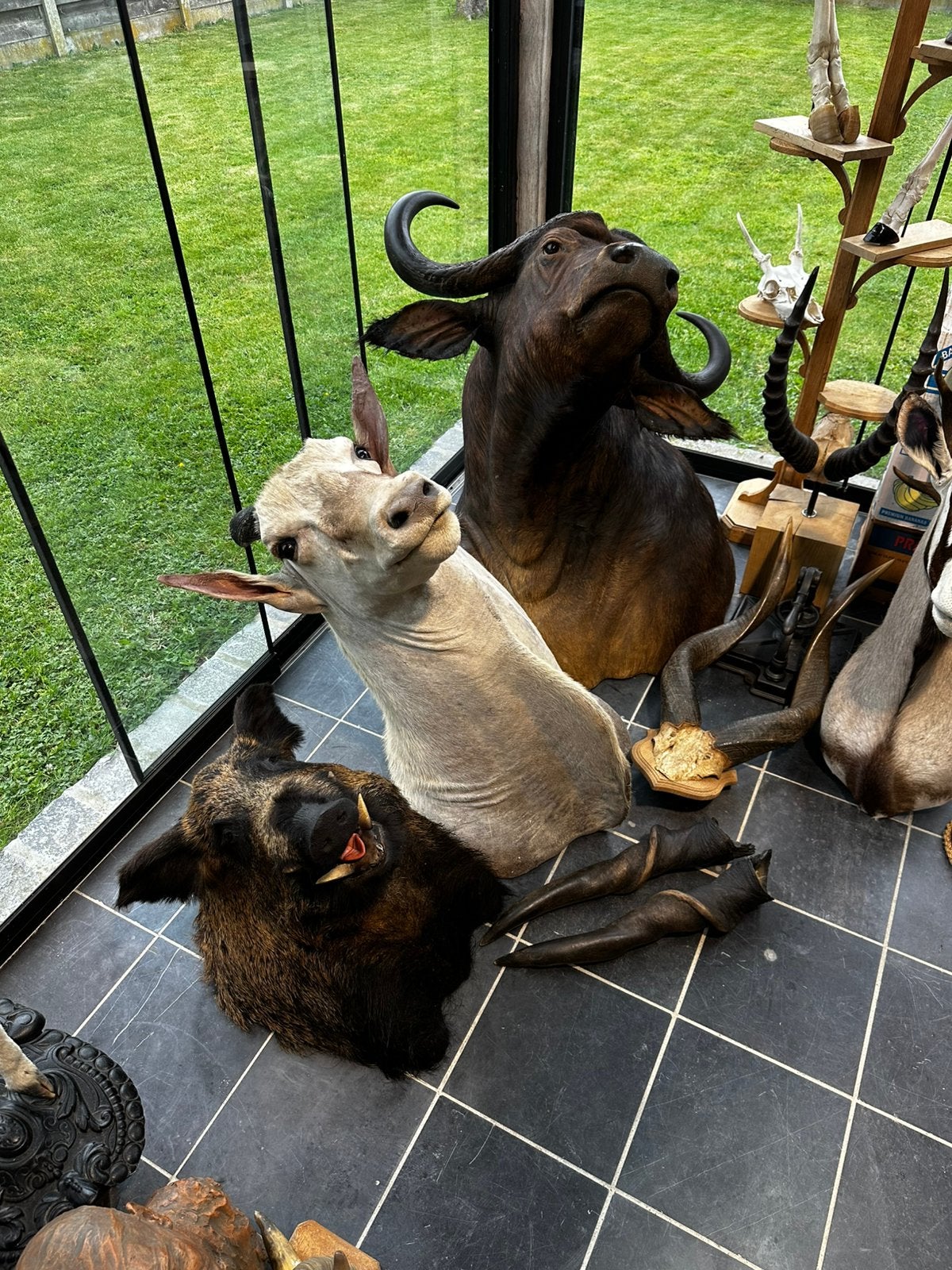 Opgezette dieren te koop, Ophalen